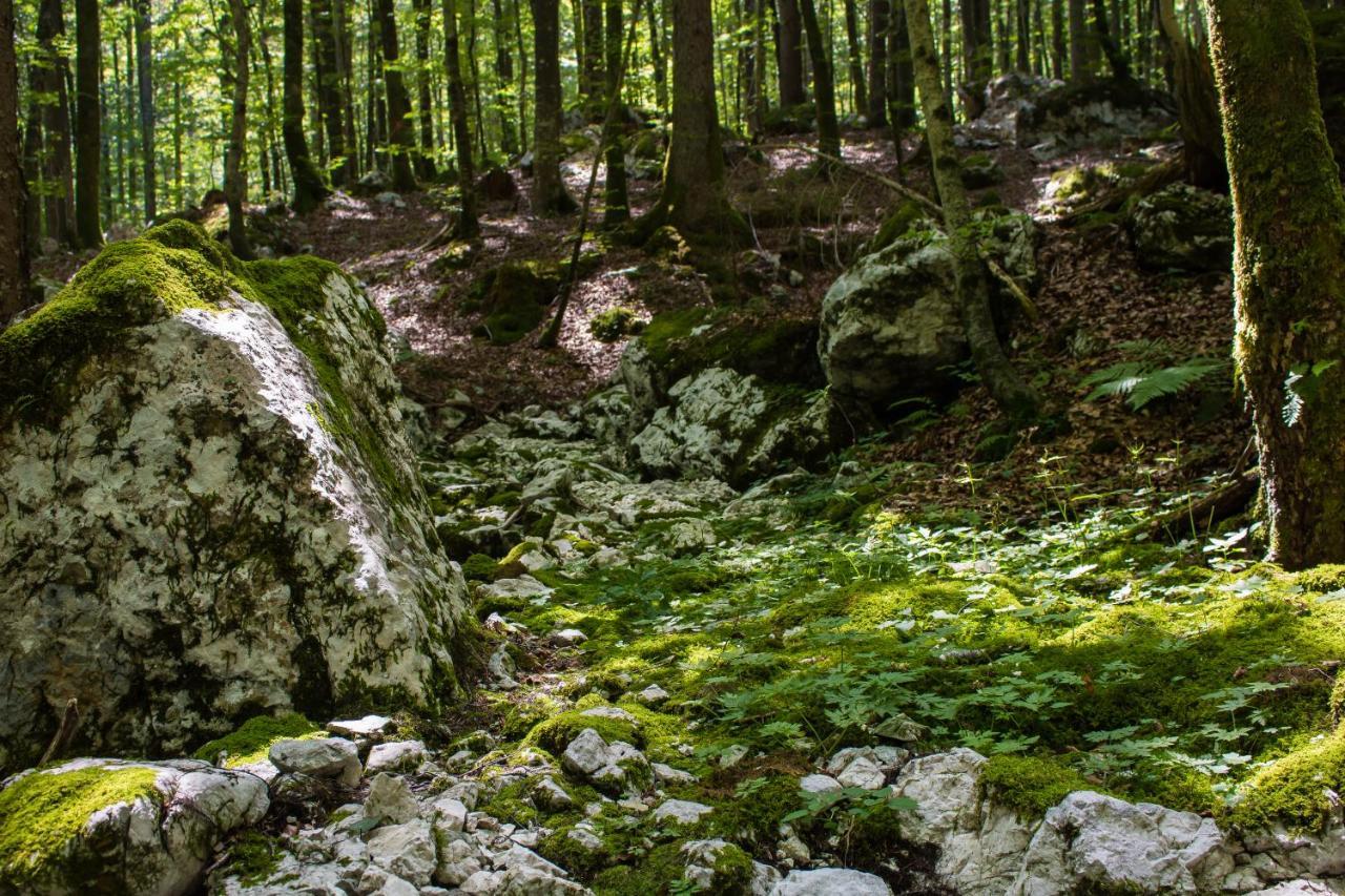 Apartament Apartma Petra Ravnik - Wanderer'S Hut Bohinj Zewnętrze zdjęcie